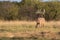 Massive whitetail standing guard