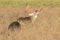 Massive wide racked whitetail buck making lip curl