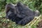 Massive wild silverback mountain gorilla resting in his nest - Volcanoes National Park Rwanda