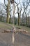 Massive wood swing in public park in UK
