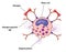 Mast cell and allergen