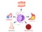 Mast cell vector / histamine / allergy