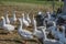 Mast geese cackle in the meadow