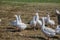 Mast geese cackle in the meadow