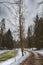 Mast pines and high birches in the gloomy winter, snow-covered park, art processing.