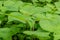 the master of camouflage, a baby green chameleon on green leaves