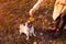 Master playing with pug dog in autumn park. Happy puppy lying on grass by man`s legs. Dog having fun