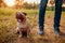 Master walking pug dog in autumn forest. Happy puppy sitting on grass by man`s legs. Dog resting