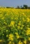 Mastered flower in a field with yellow and green background