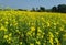 Mastered flower in a field with yellow and green background