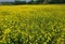 Mastered flower in a field with yellow and green background