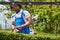 Masterful Hedge Trimming: Afro-American Gardener Showcases Skill and Precision with Hedge Trimmer