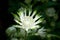 Masterwort - single flower, Astrantia major