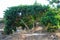 Mastic gum, Pistacia lentiscus small tree in Chios island, Greece