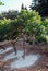 Mastic gum, Pistacia lentiscus small trees in Chios island, Greece