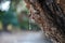 Mastic gum on a tree in Greece