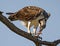 Masticating Osprey