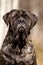 Mastiff dog portrait in a field in autumn in the grass yawns