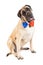 Mastiff Dog Red and Blue Festive Tie