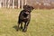 Mastiff dog runs in a field in autumn in the grass yawns