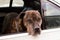 Mastiff dog waiting for its ownerâ€™s return in car