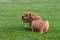 Mastiff laying in grass