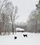 Mastiffs on a snowy farm