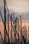 Masts of sailing yachts on the background of the setting sun