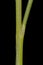 Mat Grass (Nardus stricta). Culm and Leaf Sheath Closeup