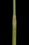 Mat Grass (Nardus stricta). Ligule and Leaf Sheath Closeup
