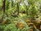 The Mata da Albergaria, a well-preserved oak forest within Peneda-GerÃªs national park, northern Portugal