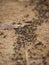 Matabele ants hunting termites