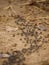 Matabele ants hunting termites