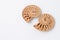 Matched pair of Ammonite Fossil specimens in light cream and brown on white background