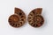 Matched pair of Ammonite Fossils on white background