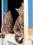 Matching pair of blue tabby cats