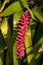 Matchstick bromeliad (aechmea gamosepala) with bright pink calyces after flowering is finished
