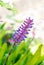 Matchstick Bromeliad,aechmea gamosepala flower pink and blue