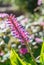 Matchstick Bromeliad,aechmea gamosepala flower pink and blue