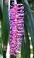Matchstick Bromeliad flower