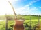 Mate. ChimarrÃ£o. Chimarrao. Yerba Mate. sunny background