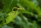 Mated damslflies on leaf