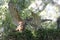 Mated pair of adult great horned owls Bubo virginianus facing each other