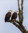 Mated pair of bald eagles sitting close to each other and looking in the same direction