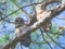 Mated pair of Barred owl Strix varia perched on pine tree