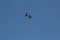 A mated pair of Blue and Yellow Macaws flying against a pure blue sky in Peru