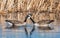 Mated Pair of Canada Geese in Colorado Marsh