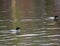 Mated pair of Common Loons on Lake of the Woods
