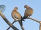 Mated Pair of Laughing Doves Spilopelia Senegalensis Perched on a Tree Branch