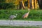 A Mated Pair of Sandhill Cranes Crossing a Street at Sunset